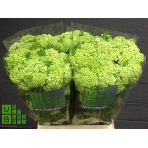 Viburnum Roseum St