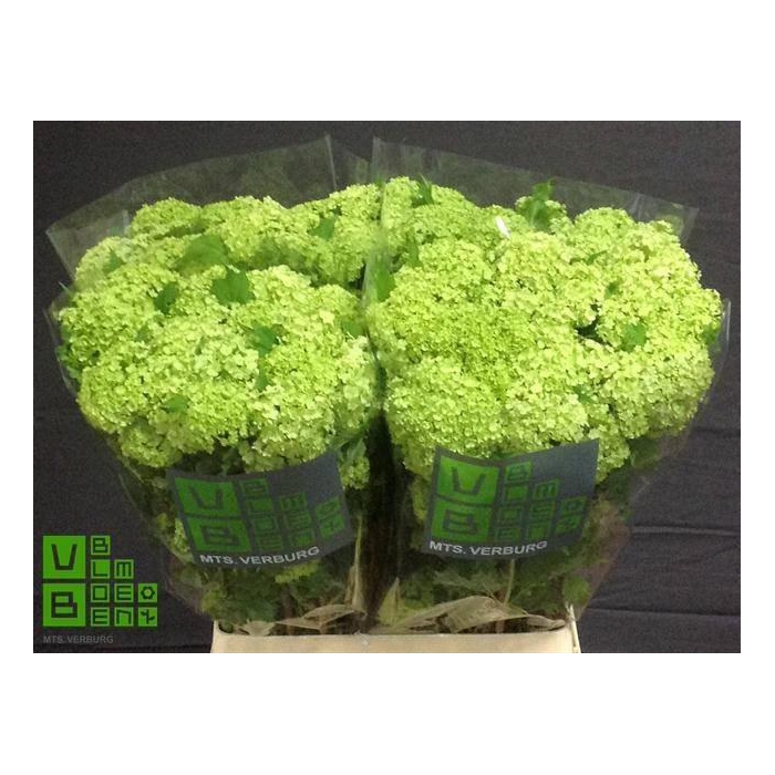 <h4>Viburnum Roseum St</h4>