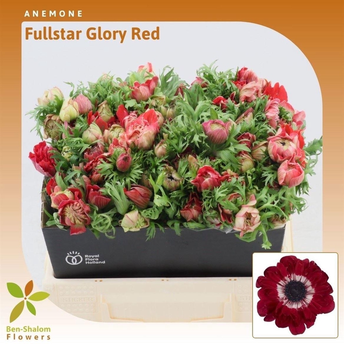 <h4>ANEM CO FSTAR GL RED</h4>