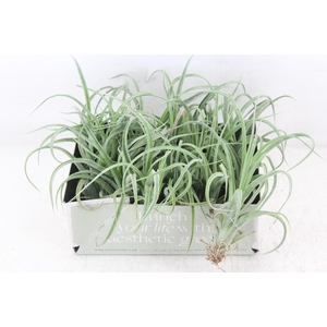 arr3 CP - Till. Curly bonsai x20