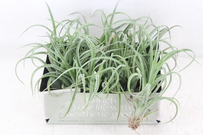 <h4>arr3 CP - Till. Curly bonsai x20</h4>