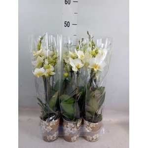 Phalaenopsis multi. 'Ant Lausanne'