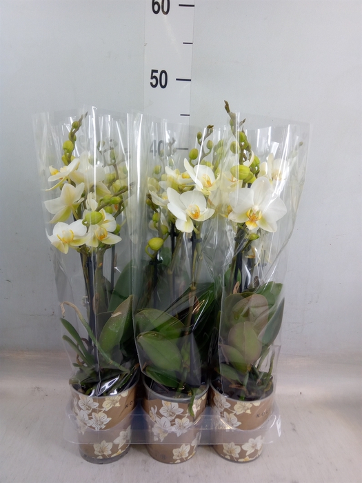<h4>Phalaenopsis multi. 'Ant Lausanne'</h4>