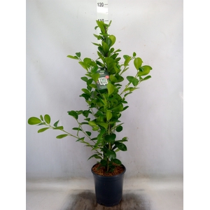 Ficus microcarpa 'Moclame'