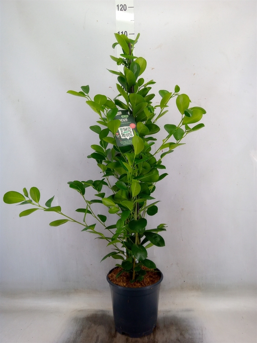 <h4>Ficus microcarpa 'Moclame'</h4>