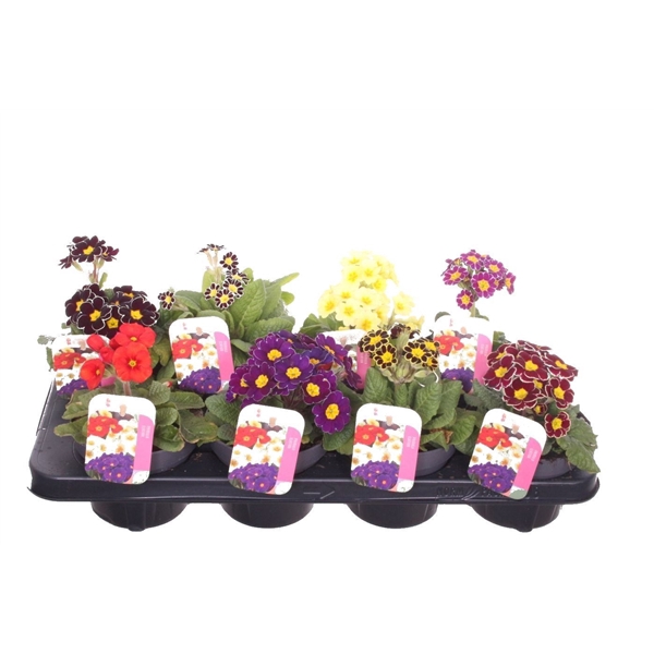 <h4>Primula elatior mix</h4>