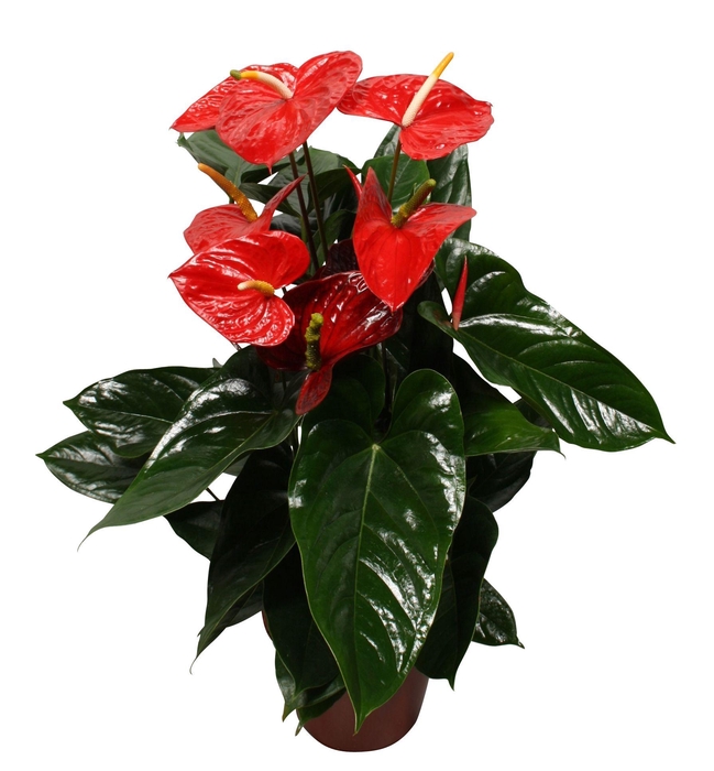 <h4>Anthurium XL.88 Aloha Red 21cm</h4>