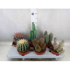 Cactus   ...mix