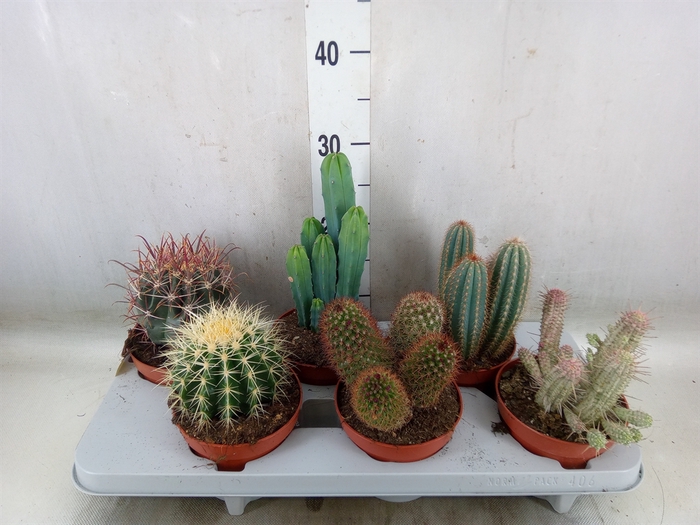 <h4>Cactus   ...mix</h4>