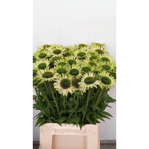 ECHI GREEN JEWEL