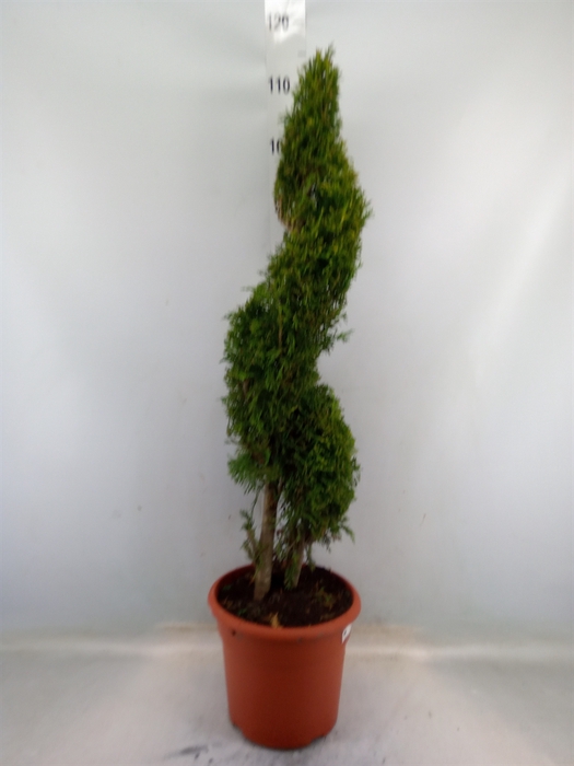 <h4>Thuja occid. 'Brabant'</h4>