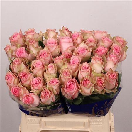 <h4>R Gr Paloma Steffi</h4>