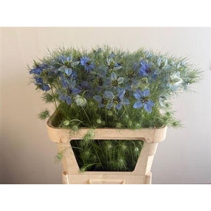 Nigella Damascena Blue