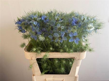 <h4>Nigella Damascena Blue</h4>