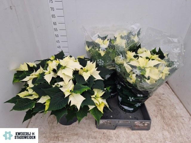 <h4>EUPHOR P ALASKA</h4>