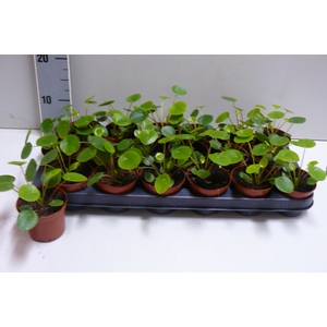 PILEA PEPEROMIOIDES