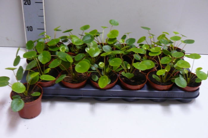 <h4>PILEA PEPEROMIOIDES</h4>