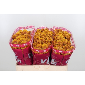 Chr San Aaa Doria Ch