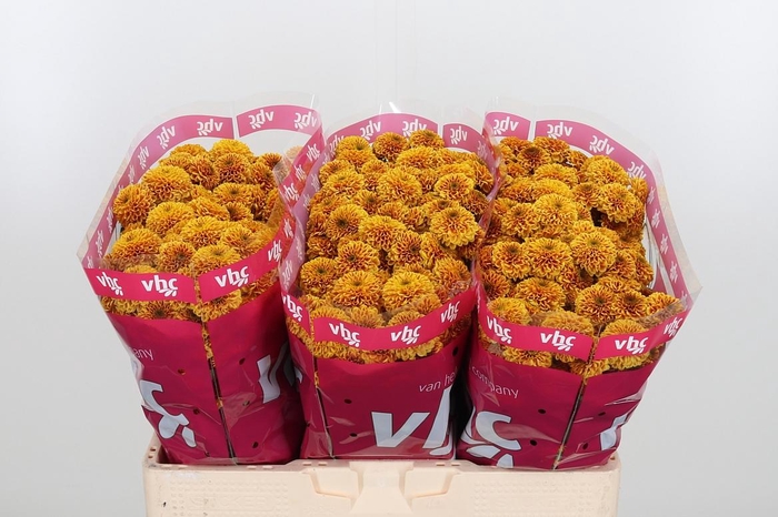 <h4>Chr San Aaa Doria Ch</h4>