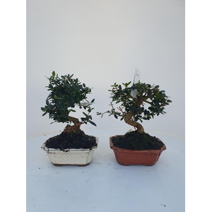 Olea sylvestris, pot 16cm.