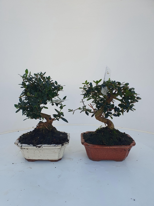 <h4>Olea sylvestris, pot 16cm.</h4>