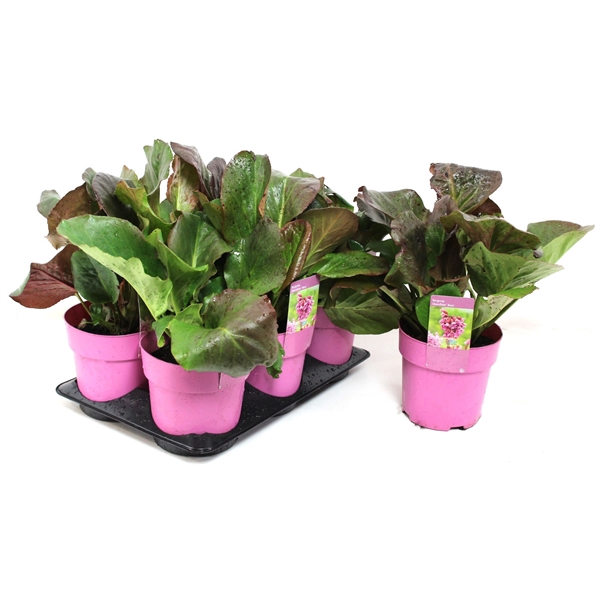 Bergenia Shoeshine Rose