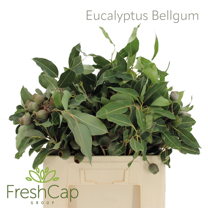 <h4>Eucalyptus Bellgum</h4>