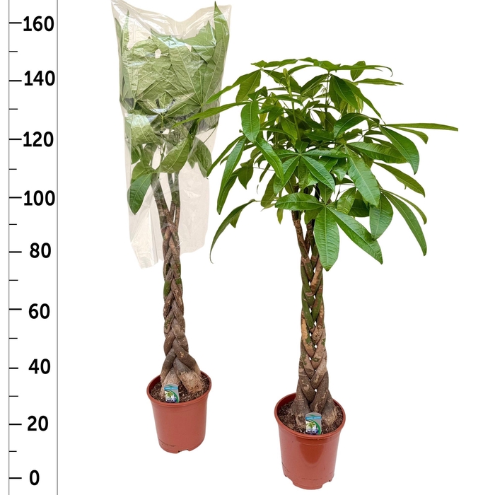 <h4>Pachira Aquatica</h4>