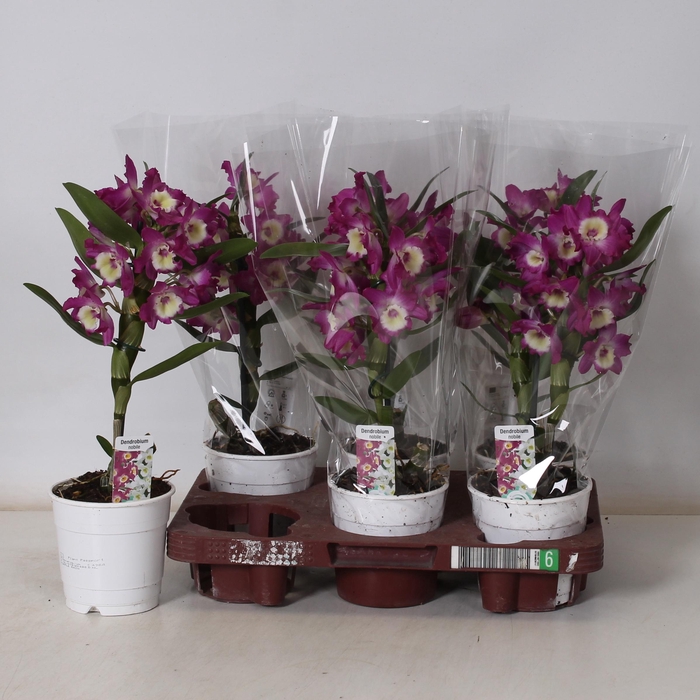 <h4>DEND NOBILE</h4>