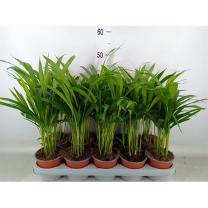 Dypsis lutescens   ...Chrysalidoca