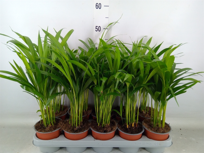 <h4>Dypsis lutescens   ...Chrysalidoca</h4>