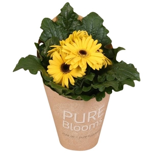 Gerbera geel 2+ bl12 cm in Pure Blooms draagtas eco
