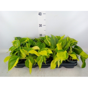Philodendron scand. 'Brasil'
