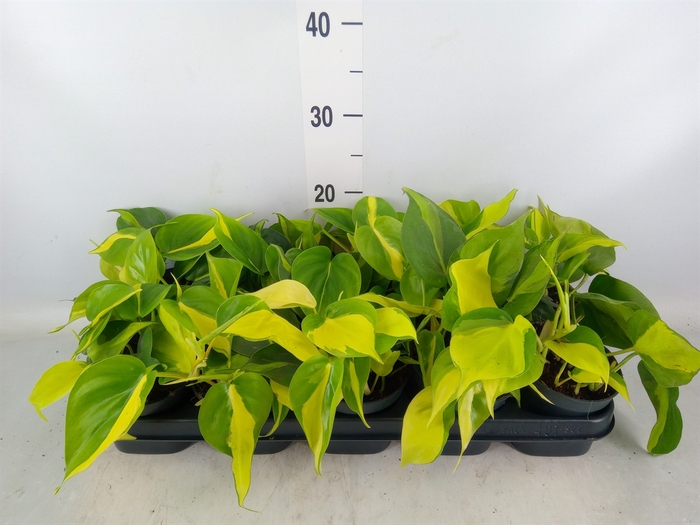 <h4>Philodendron scand. 'Brasil'</h4>