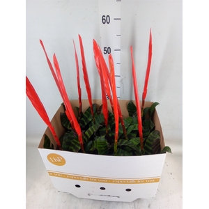 Vriesea  'Era'