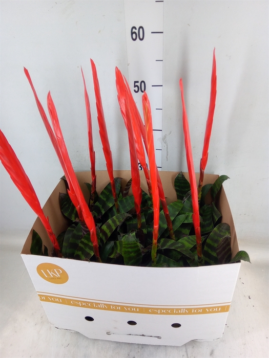 <h4>Vriesea  'Era'</h4>