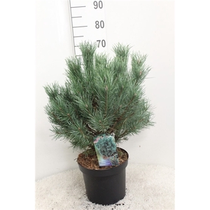 Pinus sylv. 'Watereri' P26 potgedrukt