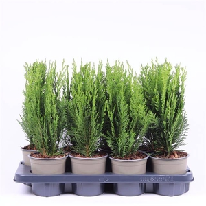 CHAMAECYPARIS LAWSONIANA 'GREEN PI