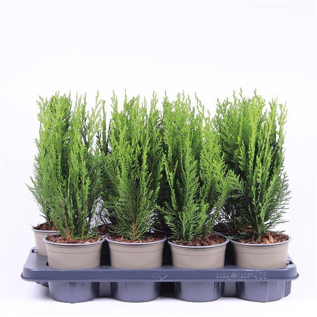 <h4>CHAMAECYPARIS LAWSONIANA 'GREEN PI</h4>