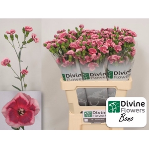 Di Solomio Bono Divine