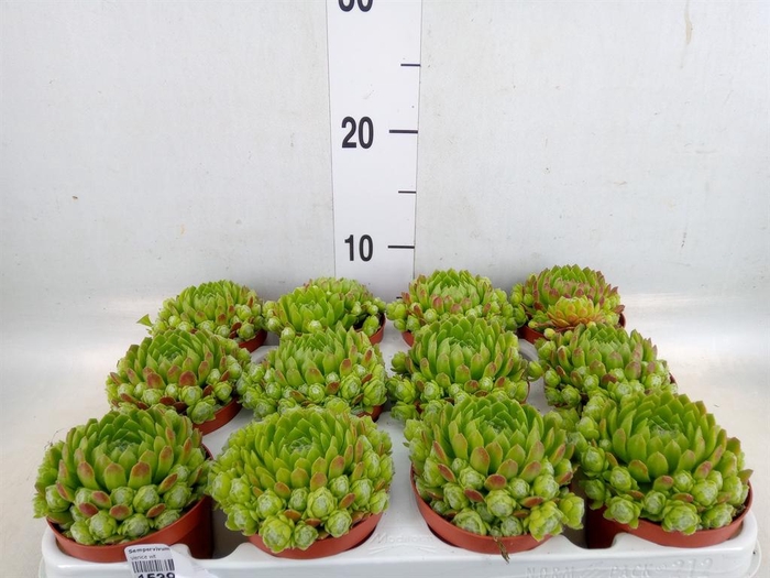 <h4>Sempervivum   ...</h4>