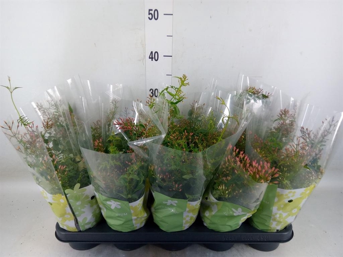 <h4>Jasminum polyanthum</h4>