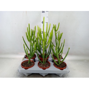 Euphorbia aeruginosa