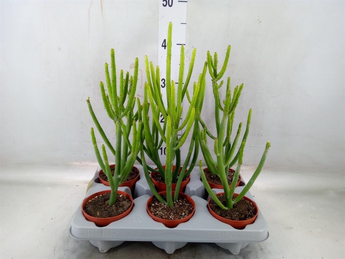 <h4>Euphorbia aeruginosa</h4>