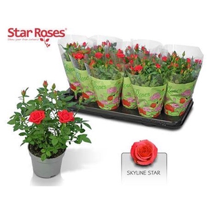 Ro Orange Star