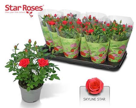 <h4>Ro Orange Star</h4>