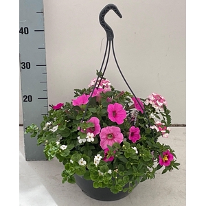 PERKPL GEM IN POT