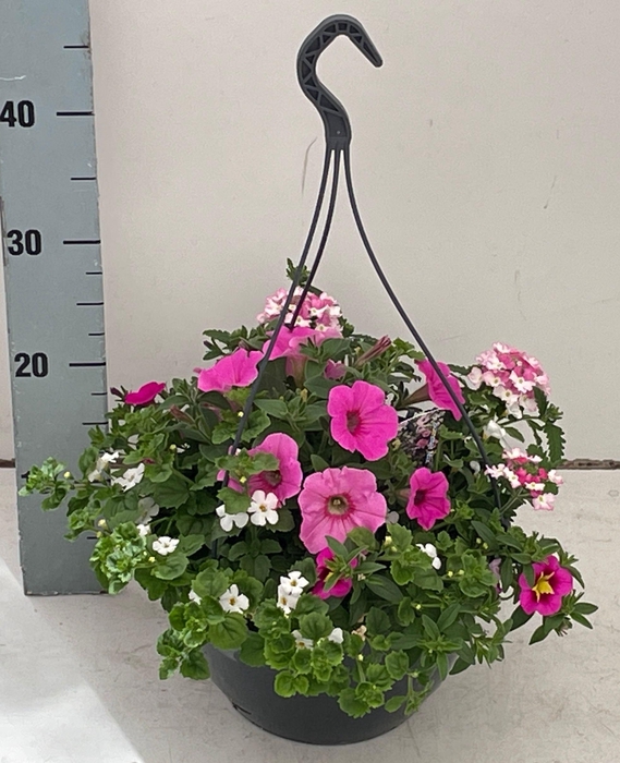 <h4>PERKPL GEM IN POT</h4>