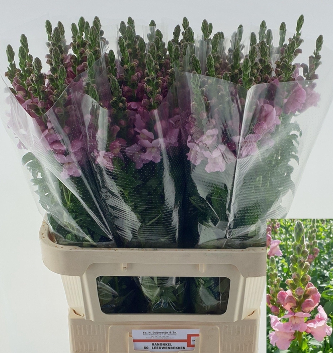 <h4>ANTIR TOUL LAVENDER</h4>