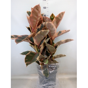Ficus elastica 'Belize'